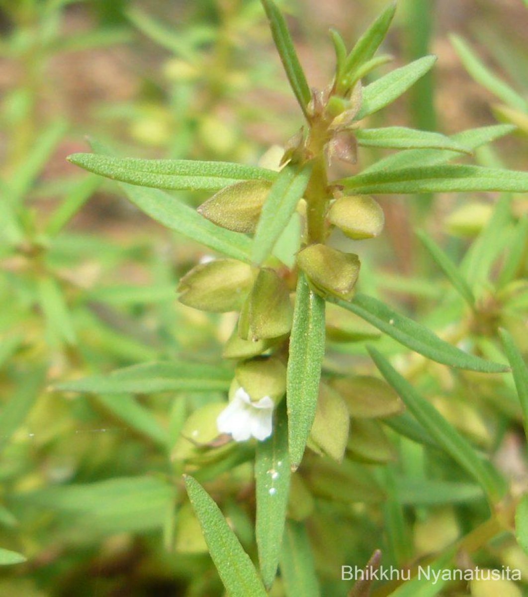 Bacopa floribunda (R.Br.) Wettst.